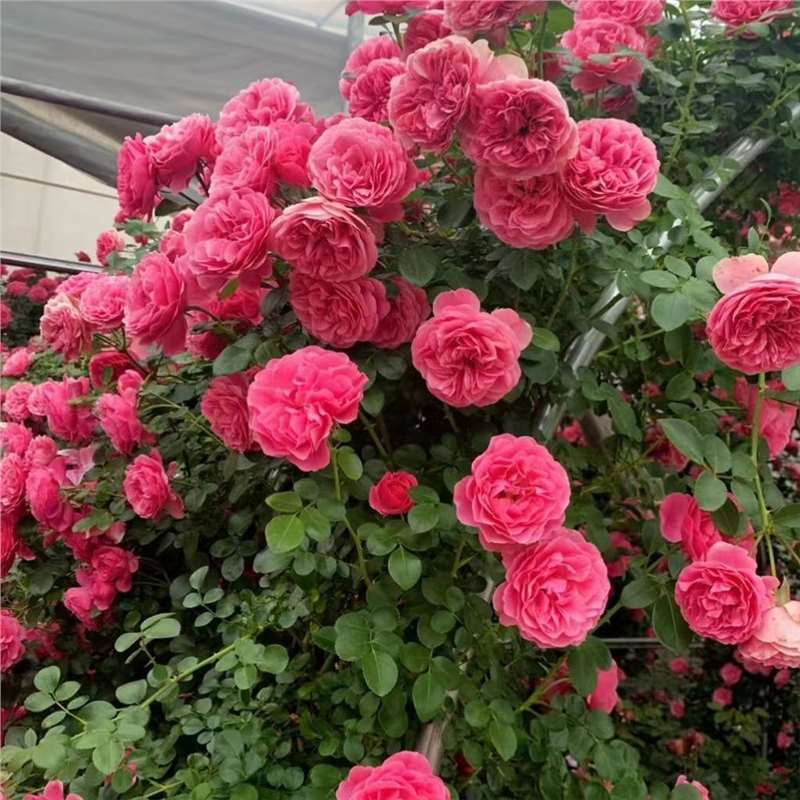 Semillas de flor de rosa, flores grandes, rosas, enredaderas, semillas de flores de rosas, cuatro estaciones, jardín, enredaderas, plantas trepadoras, semillas de flores