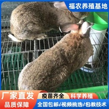 山东批发比利时肉兔活体巨型种兔耐粗食生长快适应力强散养