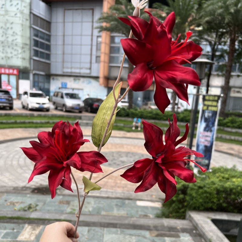 Lily
