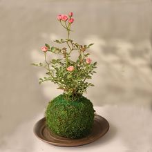 帶花四季開花迷你超微型月季玫瑰姬月季苔蘚球陽台窗台桌面綠余間