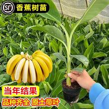 �㽶�������Ե��԰Ž��۽��ͺ������㽶���Ϸ������ļ�ͥԺ������