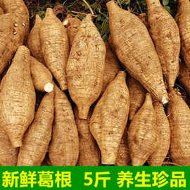 新鲜葛根广西特产梧州藤县和平粉葛 新鲜葛根苗葛薯农产品蔬菜