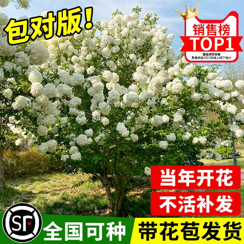 Саженцы китайских гортензий, шоу-шар, саженцы белых конопляных шаров, дворовый дом, морозостойкое ландшафтное дерево в горшке, саженцы гортензий
