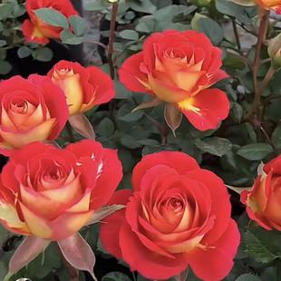 Dropshipping Pisces Erqiao Rose Seedlings Blooming Rose Potted Florals Climbing Plants Saplings Green Plants