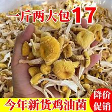 云南土特产鸡油菌干货黄丝菌榆黄菌无熏硫干货食用菌食材