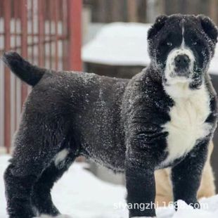 �������l�Ё�����Ȯ��Ȯ���w����С��������Ё����o�lȮ����Ȯ