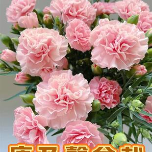 Carnation Potted Indoor Balcony Flower Green Plant Cold-Resistant Easy-To-Grow Dianthus with Buds Perennial Mother's Day Gift