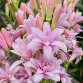 盆栽;乔木;灌木