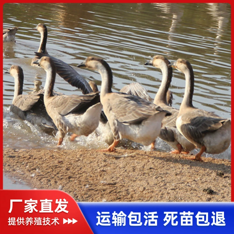 Цыплята гуся Лангде, оптовая продажа цыплят серого гуся, крупные цыплята серого гуся гибридного породы Маганг, местные цыплята серого гуся, товары серого гуся в одном стиле