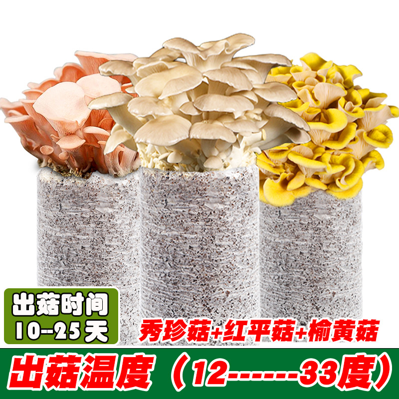 Xiuzhen Mushroom Mushroom Mushroom Pleurotus macrotus [إرسال وعاء الرش]