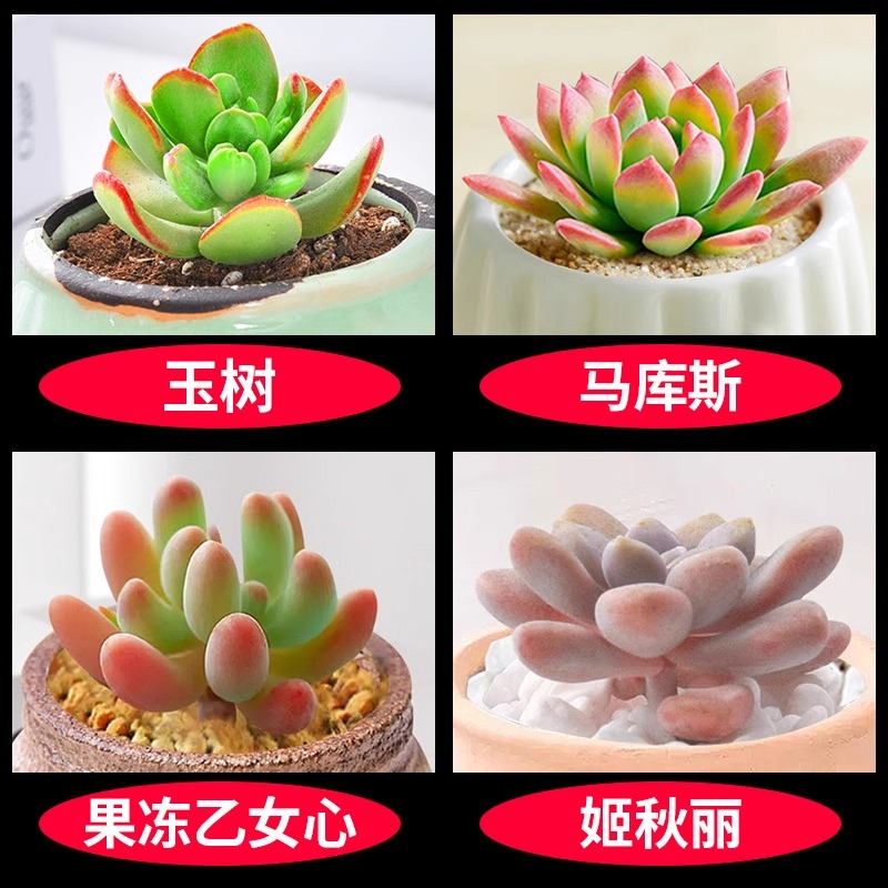 위슈+마커스+젤리 오토메 하트+지 치우리