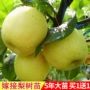 丰水地栽梨子翠冠梨梨树苗