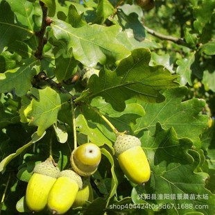 ���N�������q�N���������N�������ɹř��N�ә�����