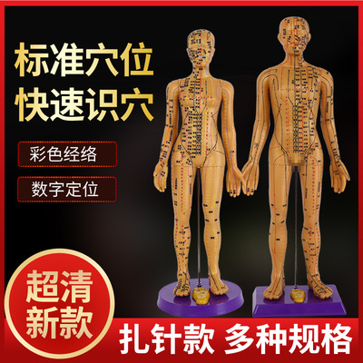 60cm可针扎大号软质人体针灸穴位模型标数字刻字男女穴图全身穴位|ms