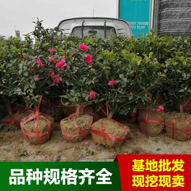 Поставка чай слива цветок просмотр саженцы чай Слива шерсть мяч Хунань чай Слива мяч Цена чай Слива Весенний фестиваль период цветения 90 дней