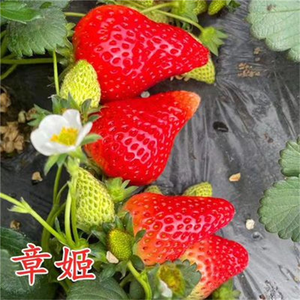 天使AE盆栽四季草莓苗食用红颜草莓苗当年结果阳台盆栽南北方种植