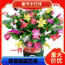 һlзצmԎɫ ļ_Gֲ ذ껨҃