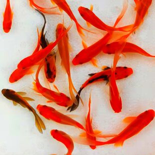 �ݽ��~���~�\�a���w�\���^�p�~��ˮ�~��ˮ�~С���~��t�a�~���ݽ�