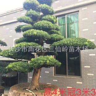 ���|�_�h�����l �@�־G����ľ�е��L�������_�h�� �_�h�Ƀr�񃞻�