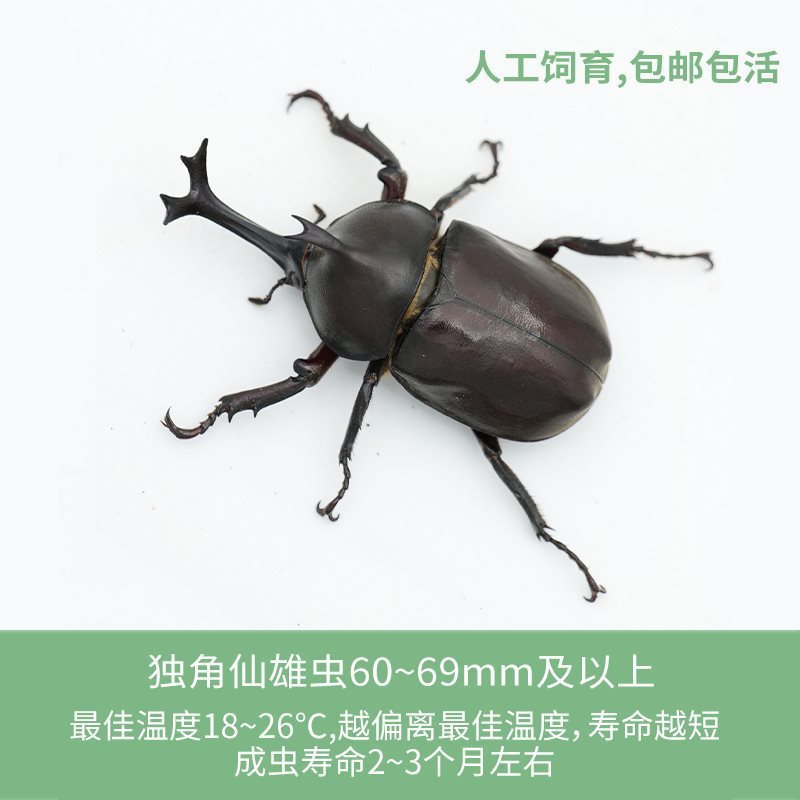 유니콘 유충 세트 L3 유충, 수컷 1마리, 암컷 1마리