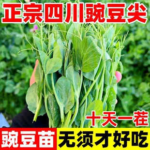 Pea Seeds Sichuan No Need Pea Tip Seeds Special Eating Pea Seedlings All Year Round Sweet Pea Snow Pea Vegetable Seeds