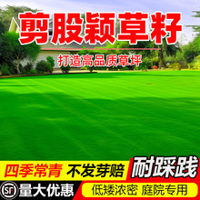 剪股颖草籽免修剪矮生庭院高档草坪真草籽四季青耐寒耐旱草皮种子
