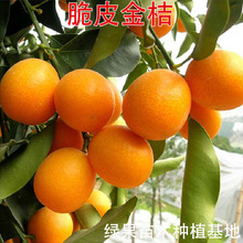 ���X�ۘ����Ƥ����绬Ƥ��ۘ������Ә�����������Ԯ���Y��