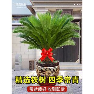 �F�����Դ��;Gֲ�辰�Ϙ�ֲ�����F���҃�����լ������w�_�I�Y��