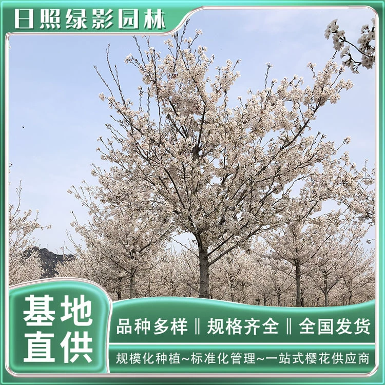 Шаньдун Жичжао Ранжин Ёсино Сакура Маленький Мяо Где находится Ёсино Сакура Культивационная база Зеленый Теневой Сад
