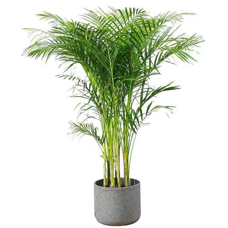Potted Green Plants Such as Areca Palm, Money Tree, Money Plant, and Fiddle Leaf Fig