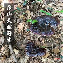 【包邮】野生紫灵芝天然深山林芝不苦纯野生紫芝片批发非长白