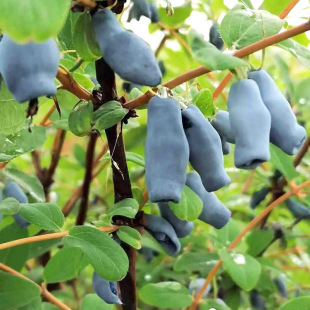 �{����� ɽ������ �{������� �������� ��Ϲ������Ʒ�N�{�����