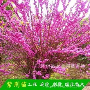 ���G�������骚�U�������G���Ѳ���M�l�tͥԺ�е��G��ֲ����ľ