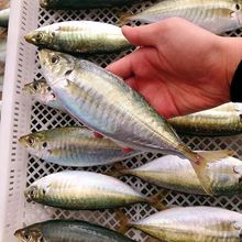 ���������|ɽ�u�خa�����~��A�~�Bֳ���~���r���ˮ�a�E�~���r