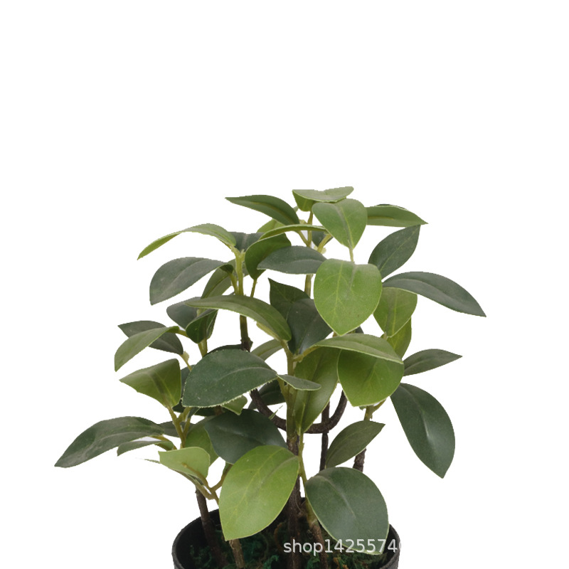 XRS-153 迷你榕叶1号盆栽54叶0.22米3.jpg