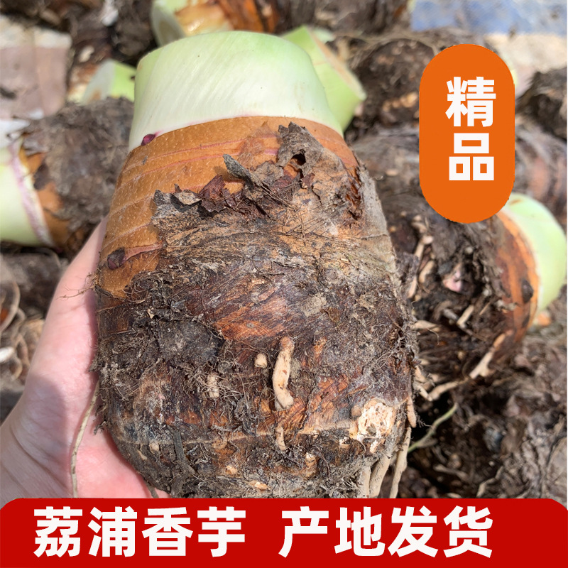 广西荔浦特产芋头现挖槟榔芋香芋餐饮火锅食材产地直发大芋头批发