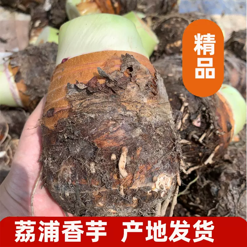 广西荔浦特产芋头现挖槟榔芋香芋餐饮火锅食材产地直发大芋头批发