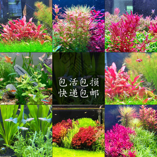 99�N�к�ˮ�~��ˮ����������쾰ֲ�ﵭˮ�t�m͢�t����