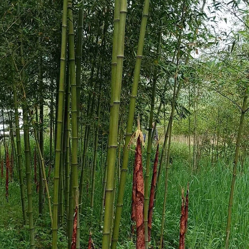 Базовые поставки Jianshui Дракон бамбук Красный Бамбук саженцы проект двор озеленение саженцы бамбука на складе оптом саженцы бамбука