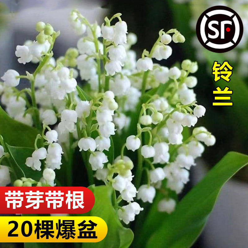 铃兰花盆栽进口种球种子花卉绿植室内外耐寒耐冻易活四季开花植物