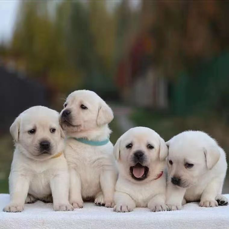 出售拉布拉多幼犬活体狗狗拉布拉多巡回犬导盲犬宠物犬宠物狗小狗