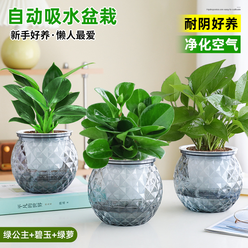 [정화 및 알데히드 제거] 그린 프린세스 + 재스퍼 + 포토스