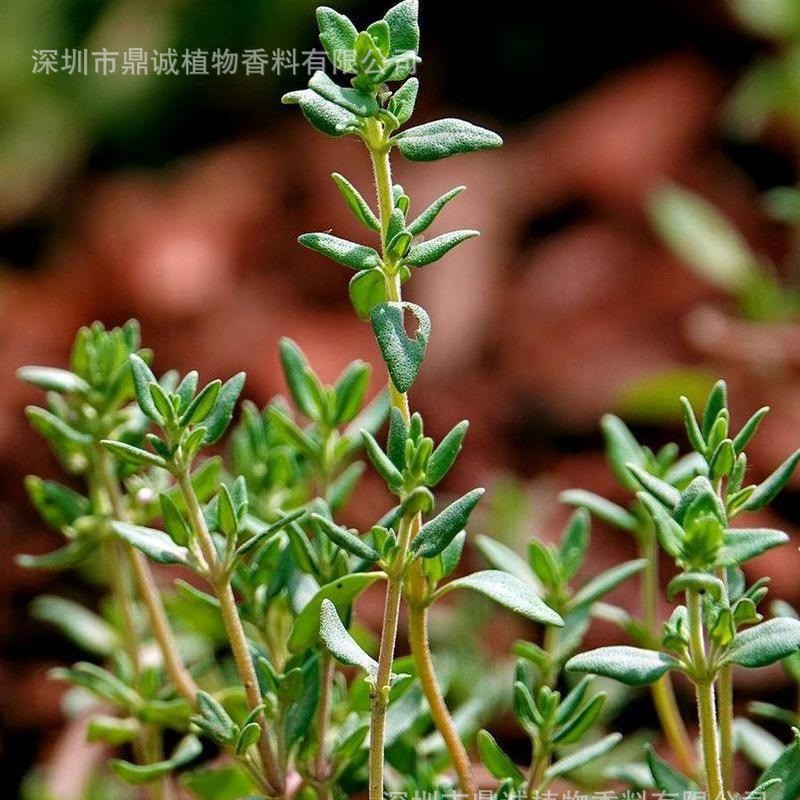 沉香醇百里香精油沉香醇百里香蒸馏提取芳疗日化香薰单方植物精油
