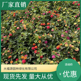 [Base Wholesale] Five-Color Plum, Colorful Flower, Four-Season Mangosteen, Heat-Resistant and Sun-Resistant, Easy to Maintain for Outdoor Gardening and Greening