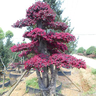 Wholesale Shaped Red Flower Myrtle, Red Flower Myrtle, Various Shapes, Landscaping Tree Stumps