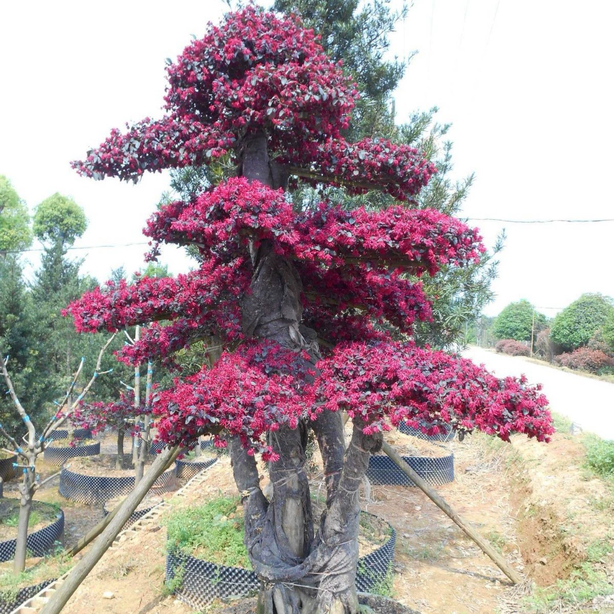 Оптовая продажа фигурных красных цветов мирта, красные цветы мирта, различные формы, ландшафтные пни деревьев