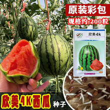 冀美欣欣美4k西瓜种子 早熟大红肉2k手撕西瓜种籽 四季大棚小吊瓜