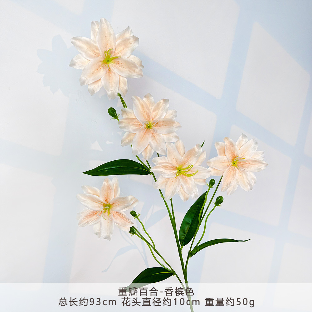 WP-重瓣百合-香槟