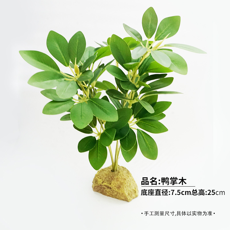 오리발나무