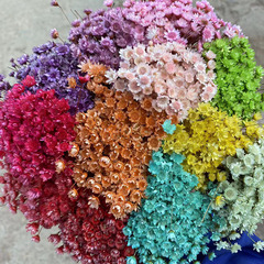 ブラジルの小さな星の花の乾いた花のミニの小さい菊の天然の本物の花のDIYの装飾の花の材料の写真を撮る道具の乾いた花の花束